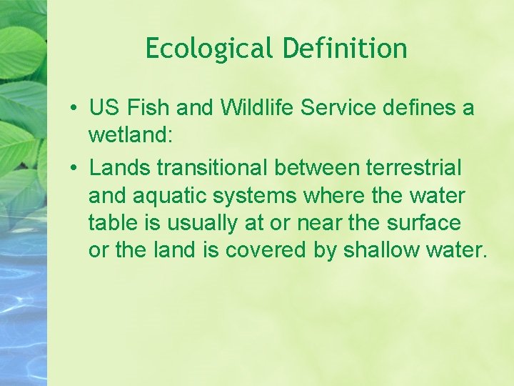 Ecological Definition • US Fish and Wildlife Service defines a wetland: • Lands transitional