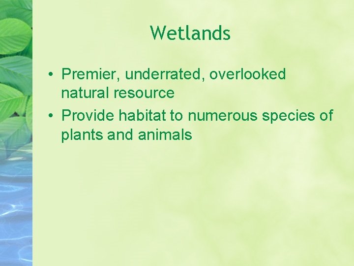 Wetlands • Premier, underrated, overlooked natural resource • Provide habitat to numerous species of