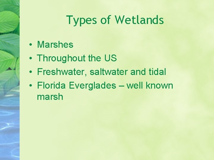 Types of Wetlands • • Marshes Throughout the US Freshwater, saltwater and tidal Florida