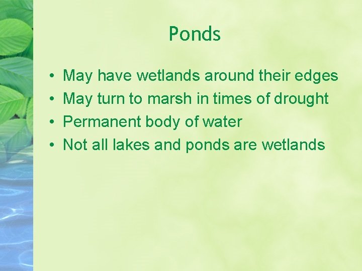 Ponds • • May have wetlands around their edges May turn to marsh in