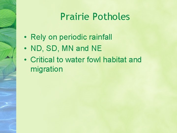 Prairie Potholes • Rely on periodic rainfall • ND, SD, MN and NE •