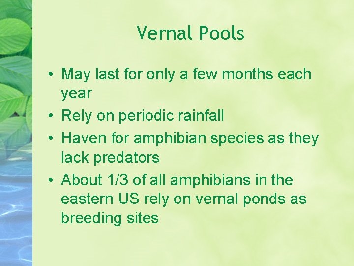 Vernal Pools • May last for only a few months each year • Rely