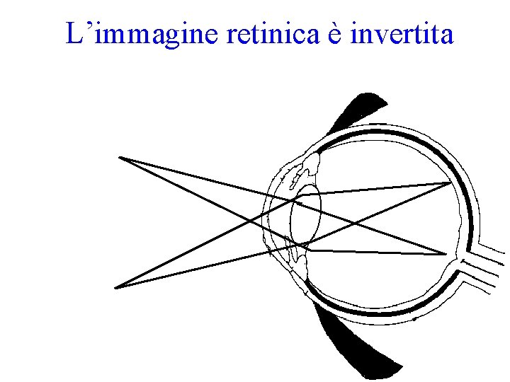 L’immagine retinica è invertita 