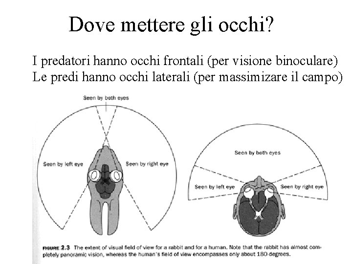 Dove mettere gli occhi? I predatori hanno occhi frontali (per visione binoculare) Le predi