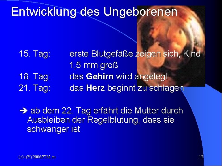 Entwicklung des Ungeborenen 15. Tag: 18. Tag: 21. Tag: erste Blutgefäße zeigen sich, Kind