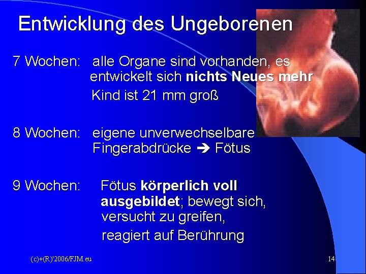 Entwicklung des Ungeborenen 7 Wochen: alle Organe sind vorhanden, es entwickelt sich nichts Neues Entwicklung des Ungeborenen 7 Wochen: alle Organe sind vorhanden, es entwickelt sich nichts Neues