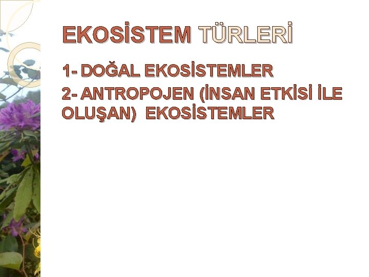 EKOSİSTEM TÜRLERİ 1 - DOĞAL EKOSİSTEMLER 2 - ANTROPOJEN (İNSAN ETKİSİ İLE OLUŞAN) EKOSİSTEMLER