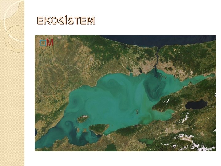 EKOSİSTEM �M 