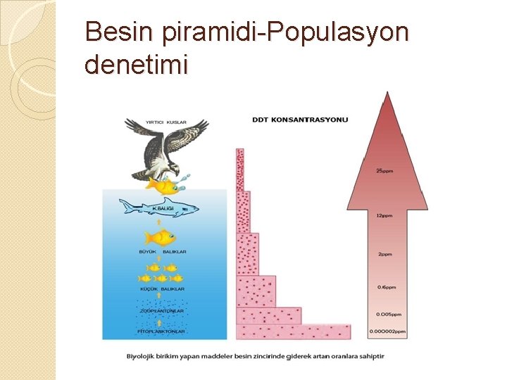 Besin piramidi-Populasyon denetimi 