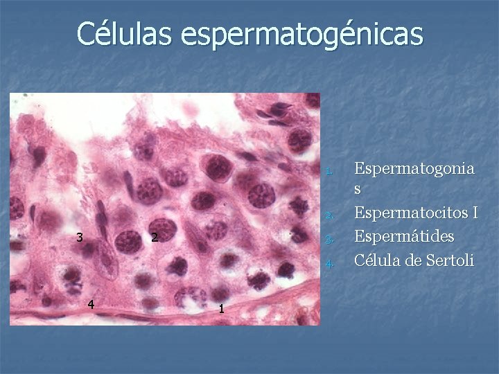 Células espermatogénicas 1. 2. 3 2 3. 4. 4 1 Espermatogonia s Espermatocitos I