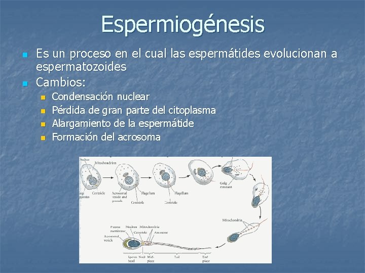 Espermiogénesis n n Es un proceso en el cual las espermátides evolucionan a espermatozoides