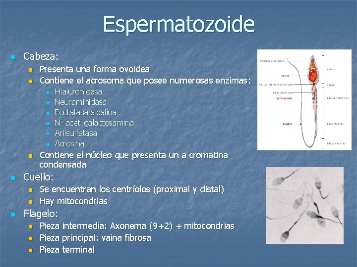 Espermatozoide n Cabeza: n n Presenta una forma ovoidea Contiene el acrosoma que posee