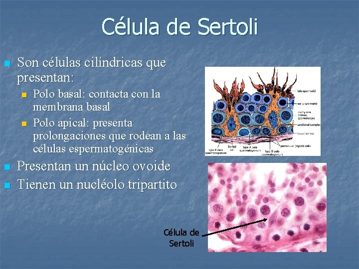 Célula de Sertoli n Son células cilíndricas que presentan: n n Polo basal: contacta