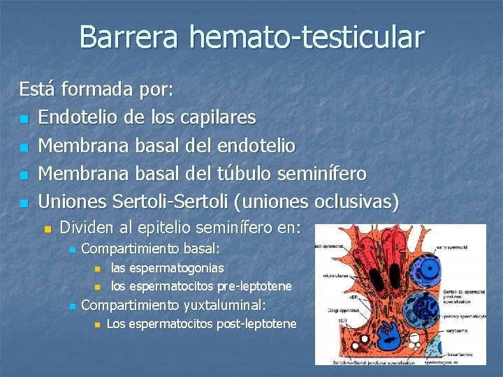 Barrera hemato-testicular Está formada por: n Endotelio de los capilares n Membrana basal del