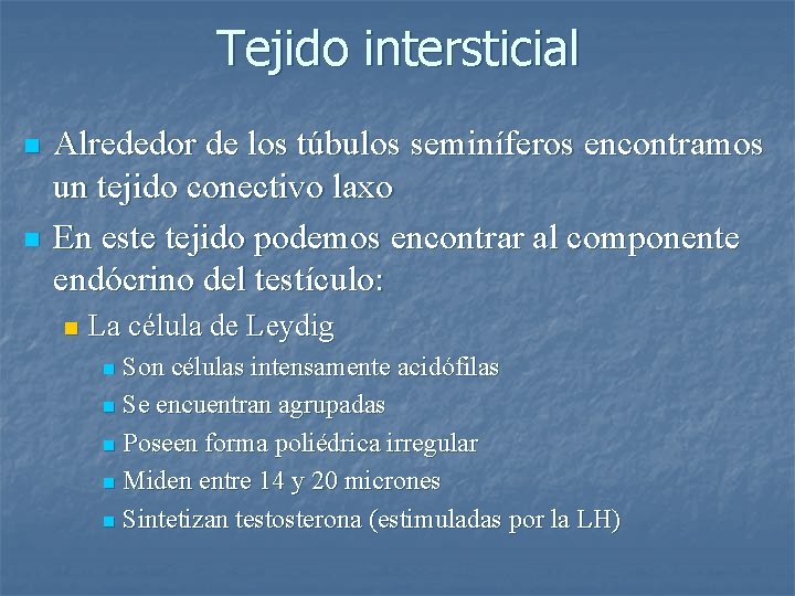 Tejido intersticial n n Alrededor de los túbulos seminíferos encontramos un tejido conectivo laxo