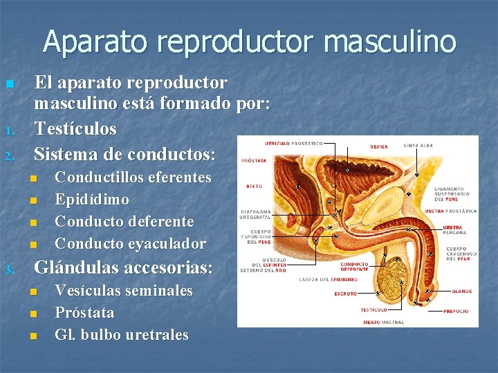 Aparato reproductor masculino n 1. 2. El aparato reproductor masculino está formado por: Testículos