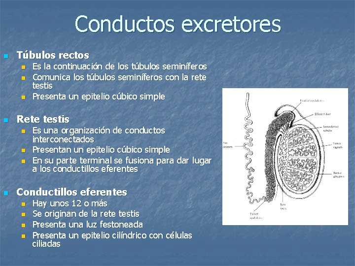 Conductos excretores n Túbulos rectos n n Rete testis n n Es la continuación