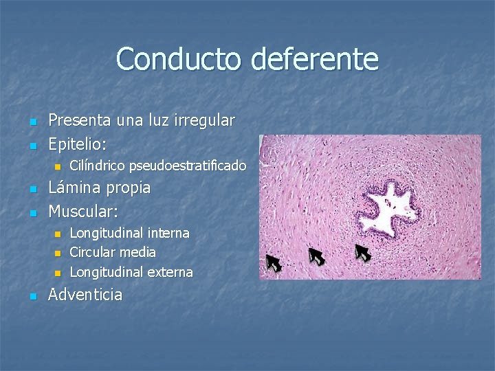 Conducto deferente n n Presenta una luz irregular Epitelio: n n n Lámina propia