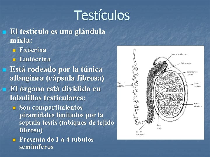 Testículos n El testículo es una glándula mixta: n n Exócrina Endócrina Está rodeado