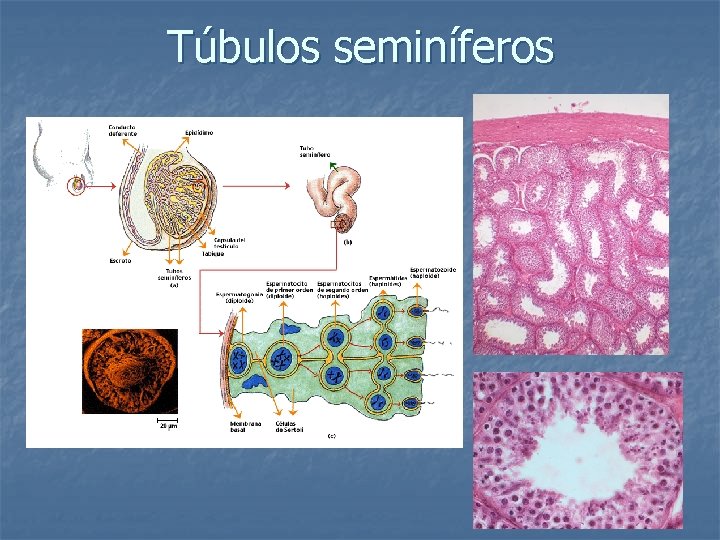 Túbulos seminíferos 