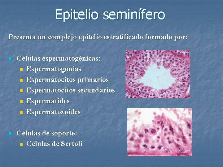 Epitelio seminífero Presenta un complejo epitelio estratificado formado por: n Células espermatogénicas: n Espermatogonias