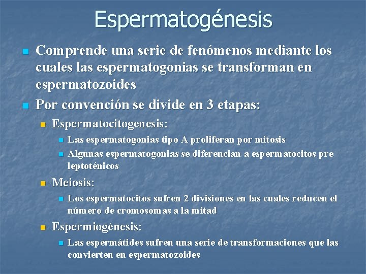 Espermatogénesis n n Comprende una serie de fenómenos mediante los cuales las espermatogonias se