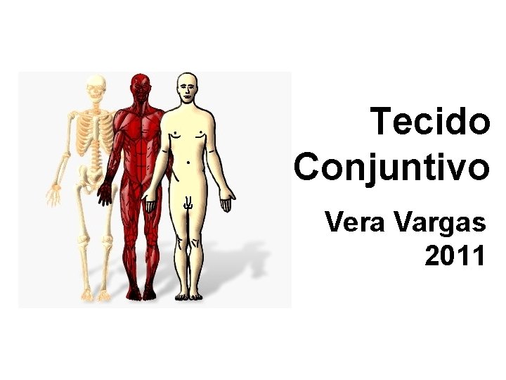 Tecido Conjuntivo Vera Vargas 2011 