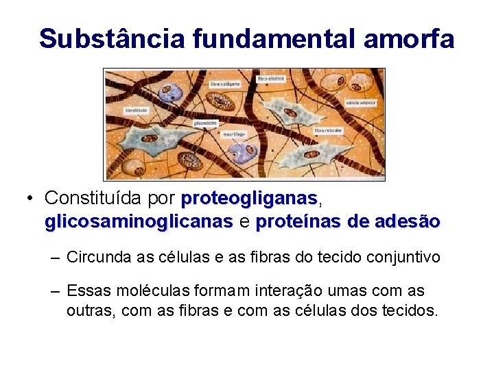 Substância fundamental amorfa • Constituída por proteogliganas, proteogliganas glicosaminoglicanas e proteínas de adesão –