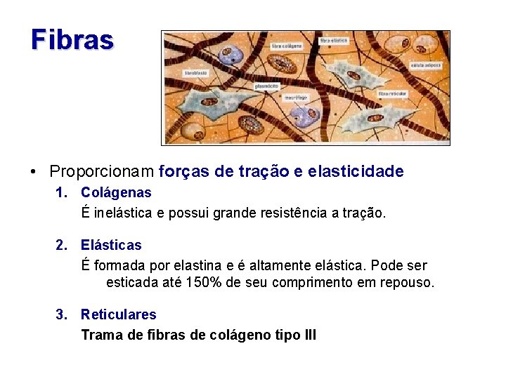 Fibras • Proporcionam forças de tração e elasticidade 1. Colágenas É inelástica e possui