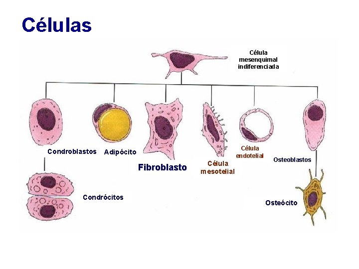 Células Célula mesenquimal indiferenciada Condroblastos Célula endotelial Adipócito Fibroblasto Condrócitos Célula mesotelial Osteoblastos Osteócito