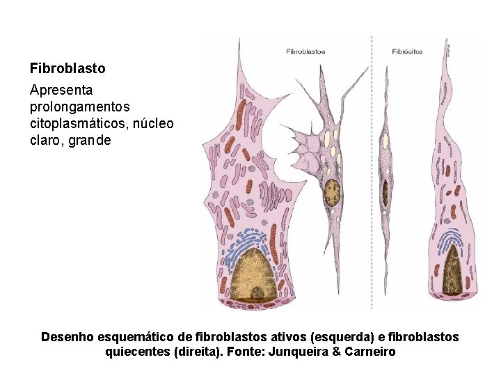 Fibroblasto Apresenta prolongamentos citoplasmáticos, núcleo claro, grande Desenho esquemático de fibroblastos ativos (esquerda) e