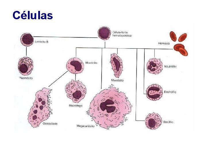 Células 