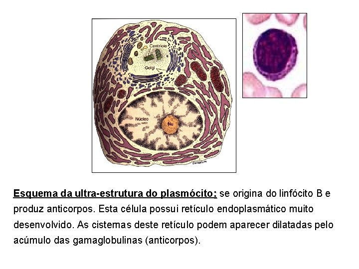Esquema da ultra-estrutura do plasmócito: se origina do linfócito B e produz anticorpos. Esta