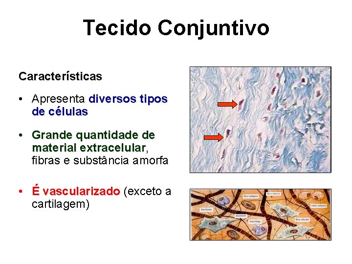 Tecido Conjuntivo Características • Apresenta diversos tipos de células • Grande quantidade de material