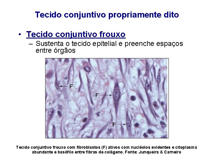 Tecido conjuntivo propriamente dito • Tecido conjuntivo frouxo – Sustenta o tecido epitelial e