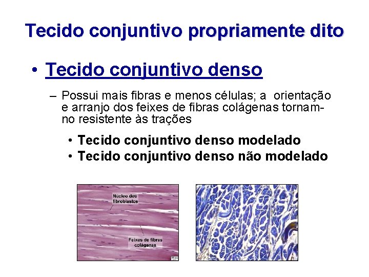 Tecido conjuntivo propriamente dito • Tecido conjuntivo denso – Possui mais fibras e menos