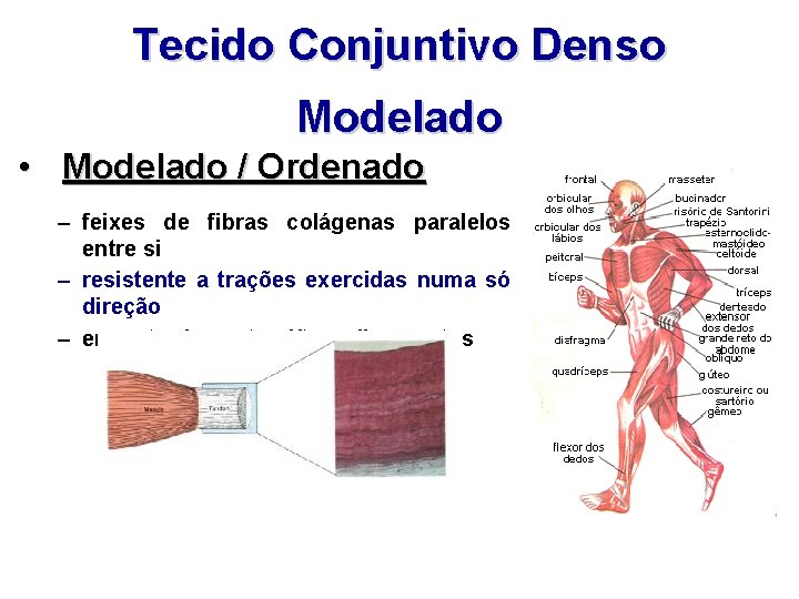 Tecido Conjuntivo Denso Modelado • Modelado / Ordenado – feixes de fibras colágenas paralelos