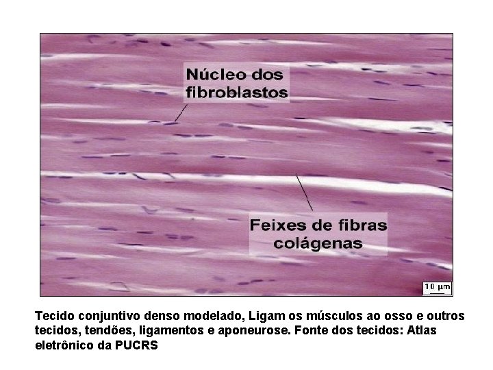 Tecido conjuntivo denso modelado, Ligam os músculos ao osso e outros tecidos, tendões, ligamentos