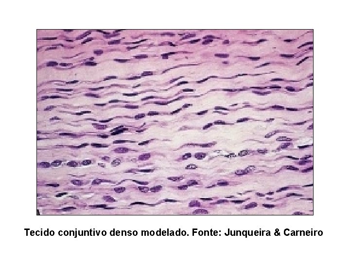 Tecido conjuntivo denso modelado. Fonte: Junqueira & Carneiro 