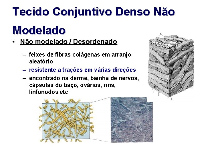 Tecido Conjuntivo Denso Não Modelado • Não modelado / Desordenado – feixes de fibras