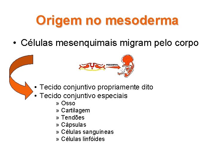 Origem no mesoderma • Células mesenquimais migram pelo corpo • Tecido conjuntivo propriamente dito