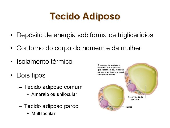 Tecido Adiposo • Depósito de energia sob forma de triglicerídios • Contorno do corpo