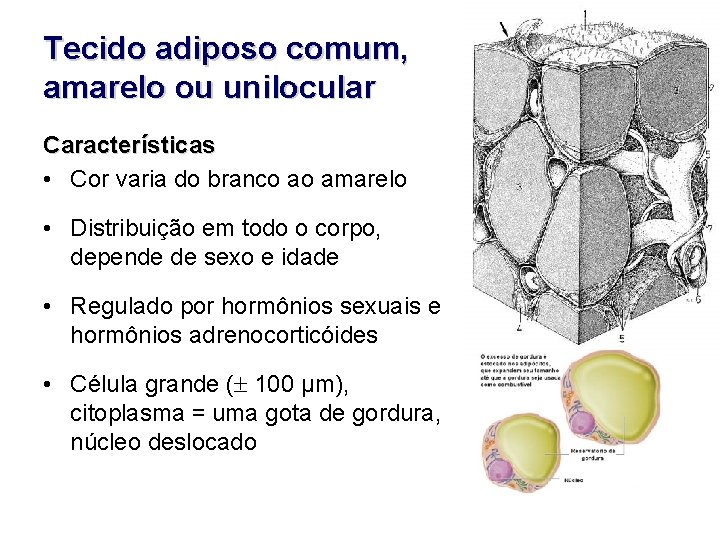Tecido adiposo comum, amarelo ou unilocular Características • Cor varia do branco ao amarelo