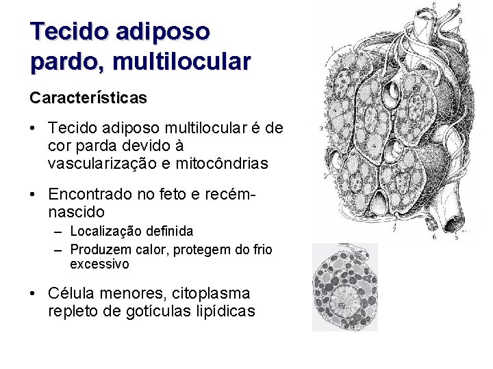 Tecido adiposo pardo, multilocular Características • Tecido adiposo multilocular é de cor parda devido