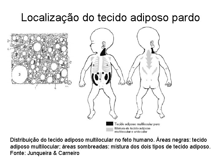 Localização do tecido adiposo pardo Distribuição do tecido adiposo multilocular no feto humano. Áreas