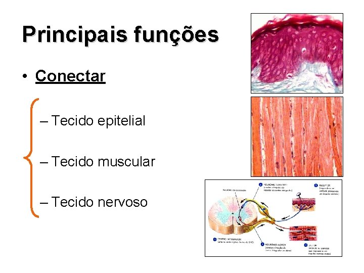 Principais funções • Conectar – Tecido epitelial – Tecido muscular – Tecido nervoso 
