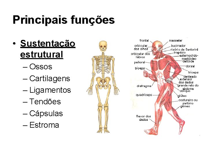 Principais funções • Sustentação estrutural – Ossos – Cartilagens – Ligamentos – Tendões –