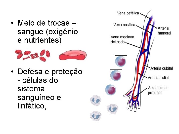  • Meio de trocas – sangue (oxigênio e nutrientes) • Defesa e proteção