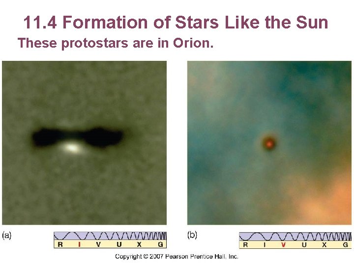 11. 4 Formation of Stars Like the Sun These protostars are in Orion. 