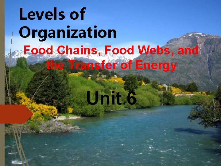 Levels of Organization Food Chains, Food Webs, and the Transfer of Energy Unit 6